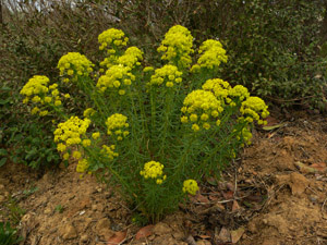 Vivers Càrex - Euphorbia cyparissias